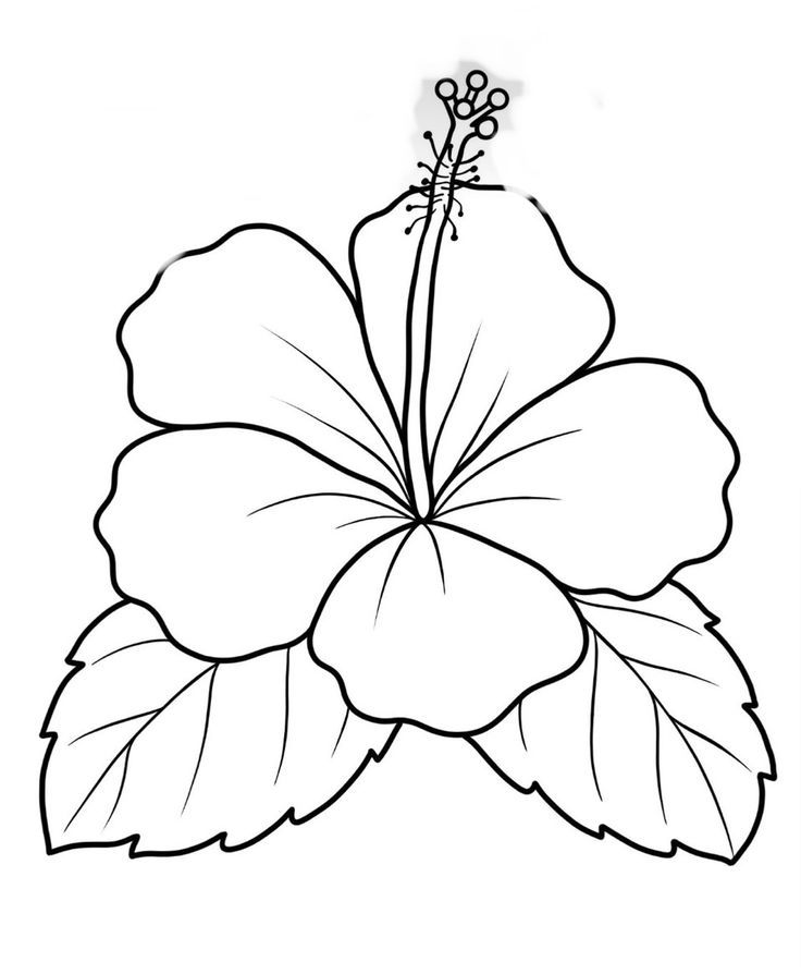 Desenho de Flores: Hibisco para desenhar
