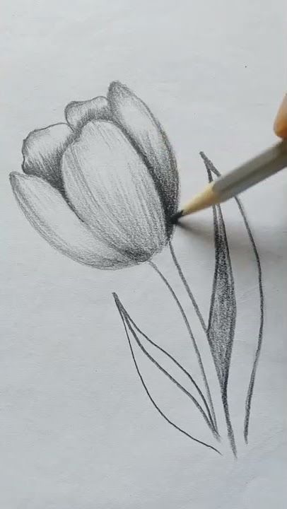 Desenho de Flores: Tulipa realista a lápis para desenhar