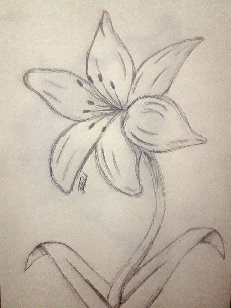 Desenho de Flores: Lírio para desenhar