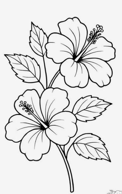Desenho de Flores: Flor de Hibisco para desenhar