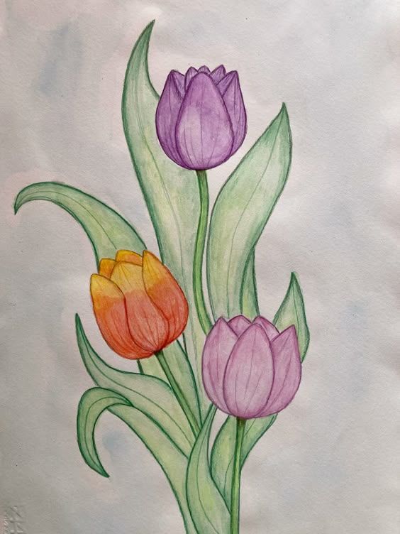 Desenho de Flores: Tulipas coloridas para desenhar