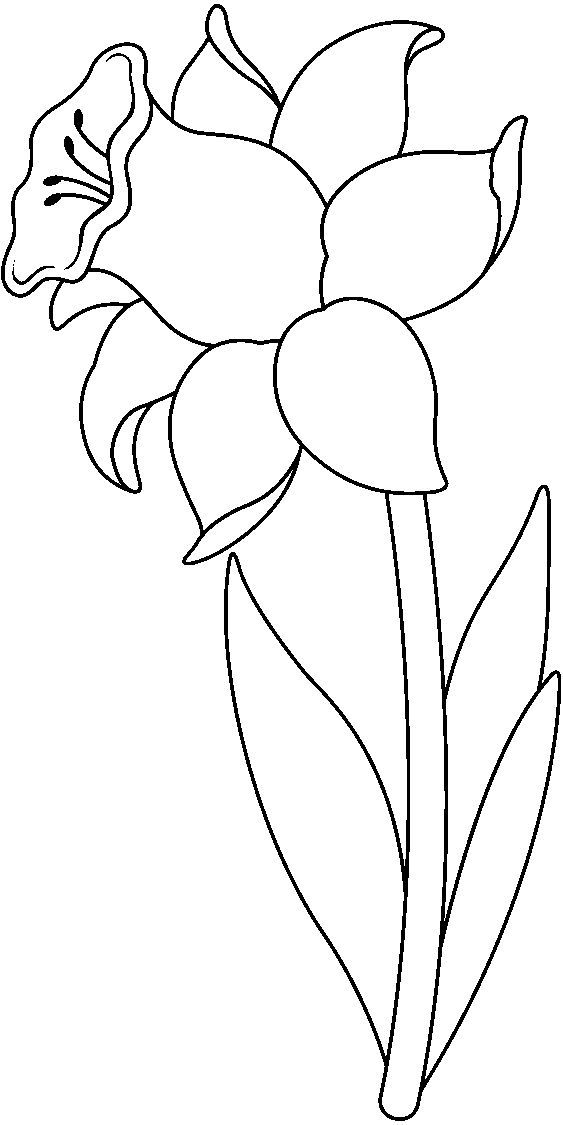 Desenho de Flores: Flor tipo Lirio para desenhar