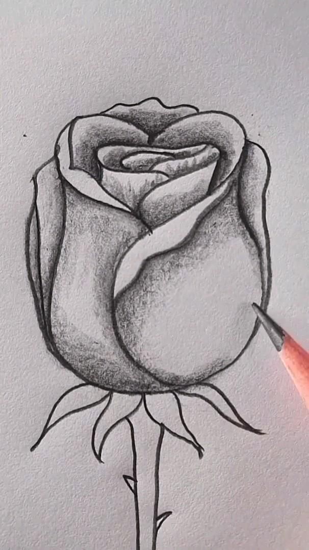 Desenho de Flores: Rosa Realista a Lápis para desenhar