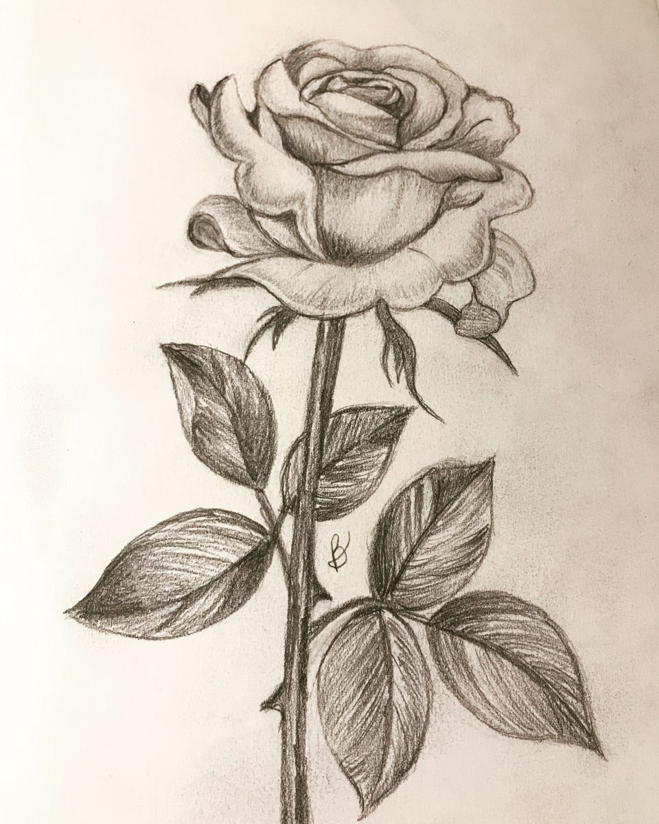 Desenho de Flores: Rosa realista para desenhar