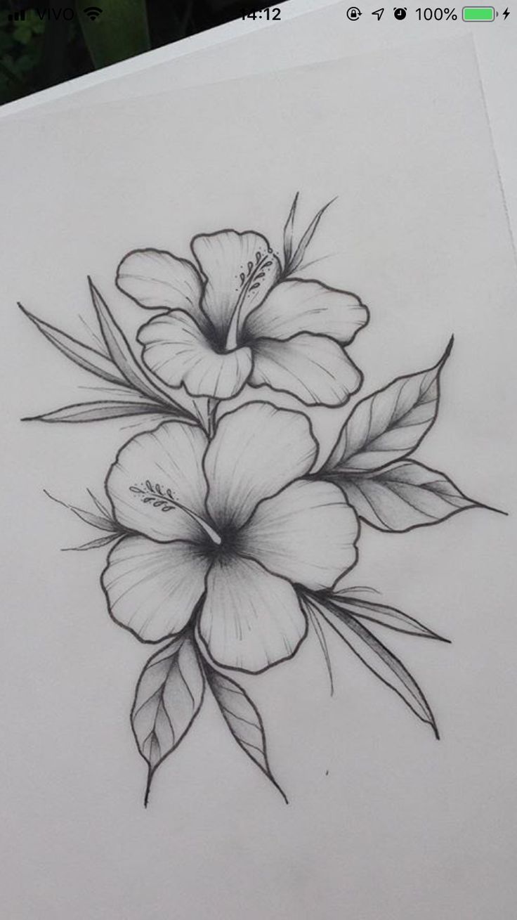 Desenho de Flores: Hibisco para desenhar