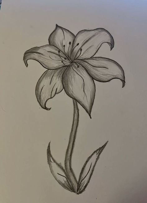 Desenho de Flores: Lírio para desenhar