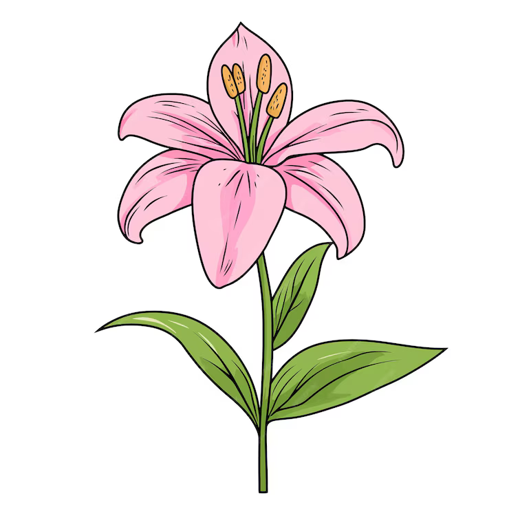 Desenho de Flores: Lírio Rosa para desenhar