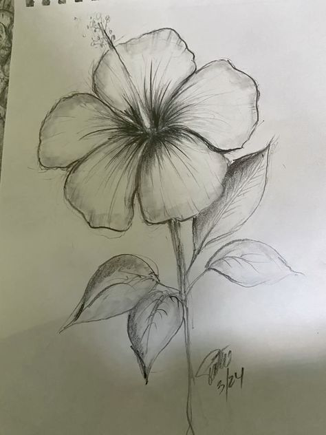 Desenho de Flores: Flor de Hibisco para desenhar