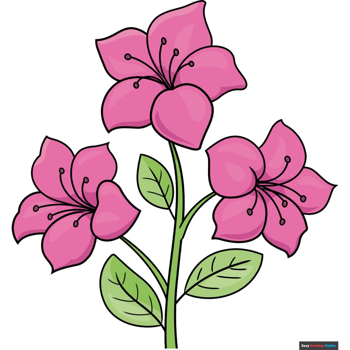 Desenho de Flores: Flores Rosa para desenhar