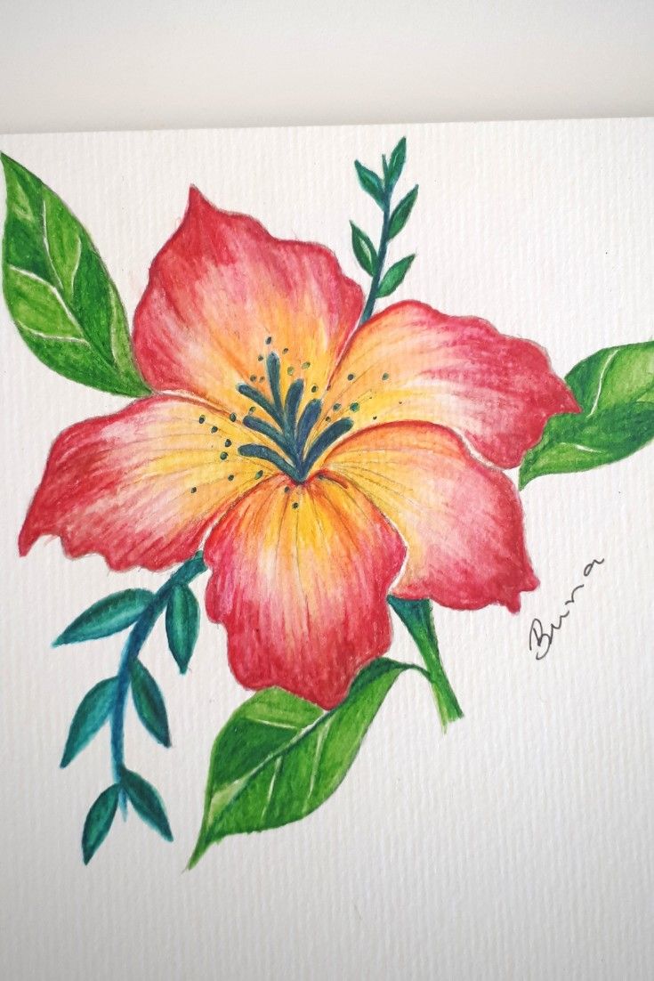 Desenho de Flores: Flor Hibisco para desenhar