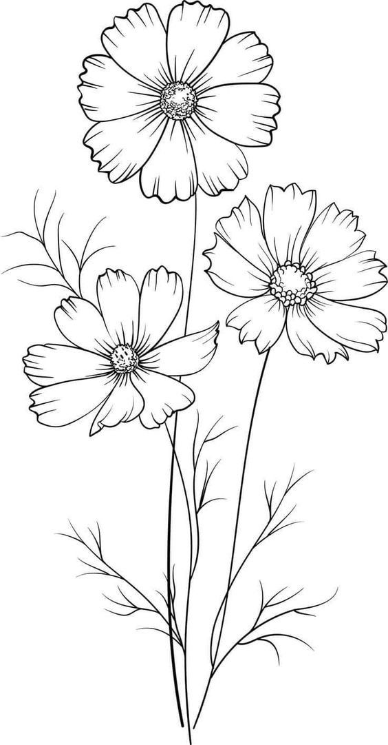 Desenho de Flores: Flores Cosmos para desenhar