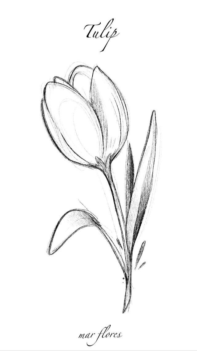 Desenho de Flores: Tulipa para desenhar