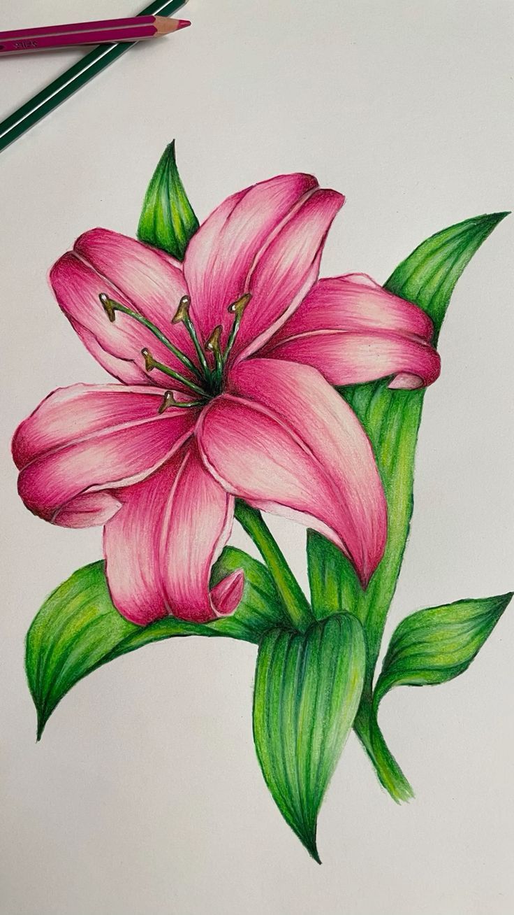 Desenho de Flores: Lírio Rosa para desenhar