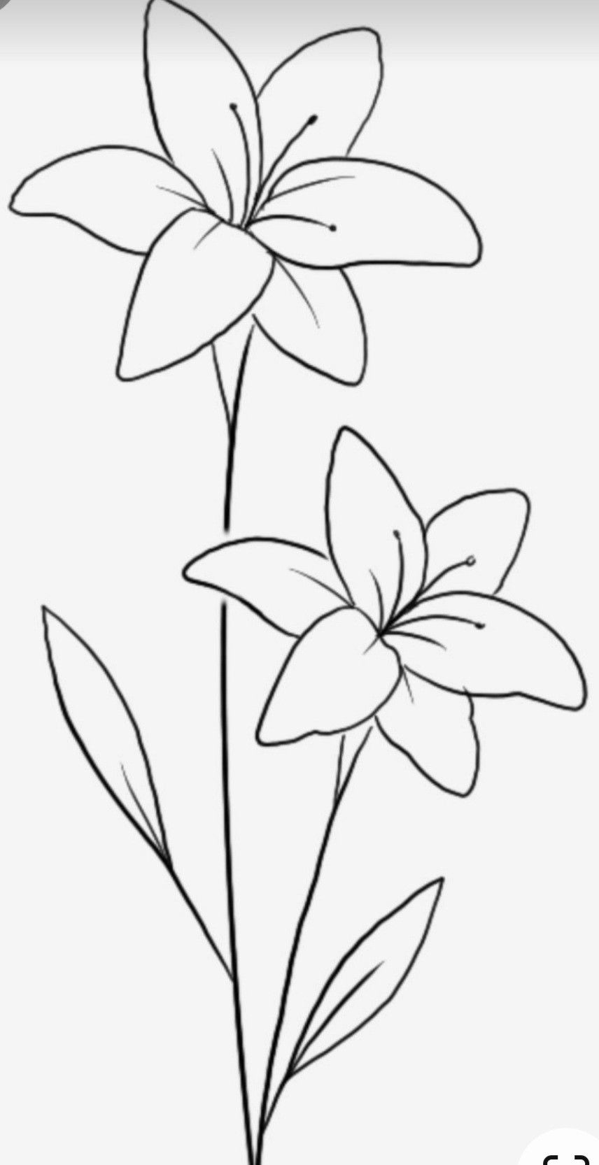 Desenho de Flores: Lírios para desenhar