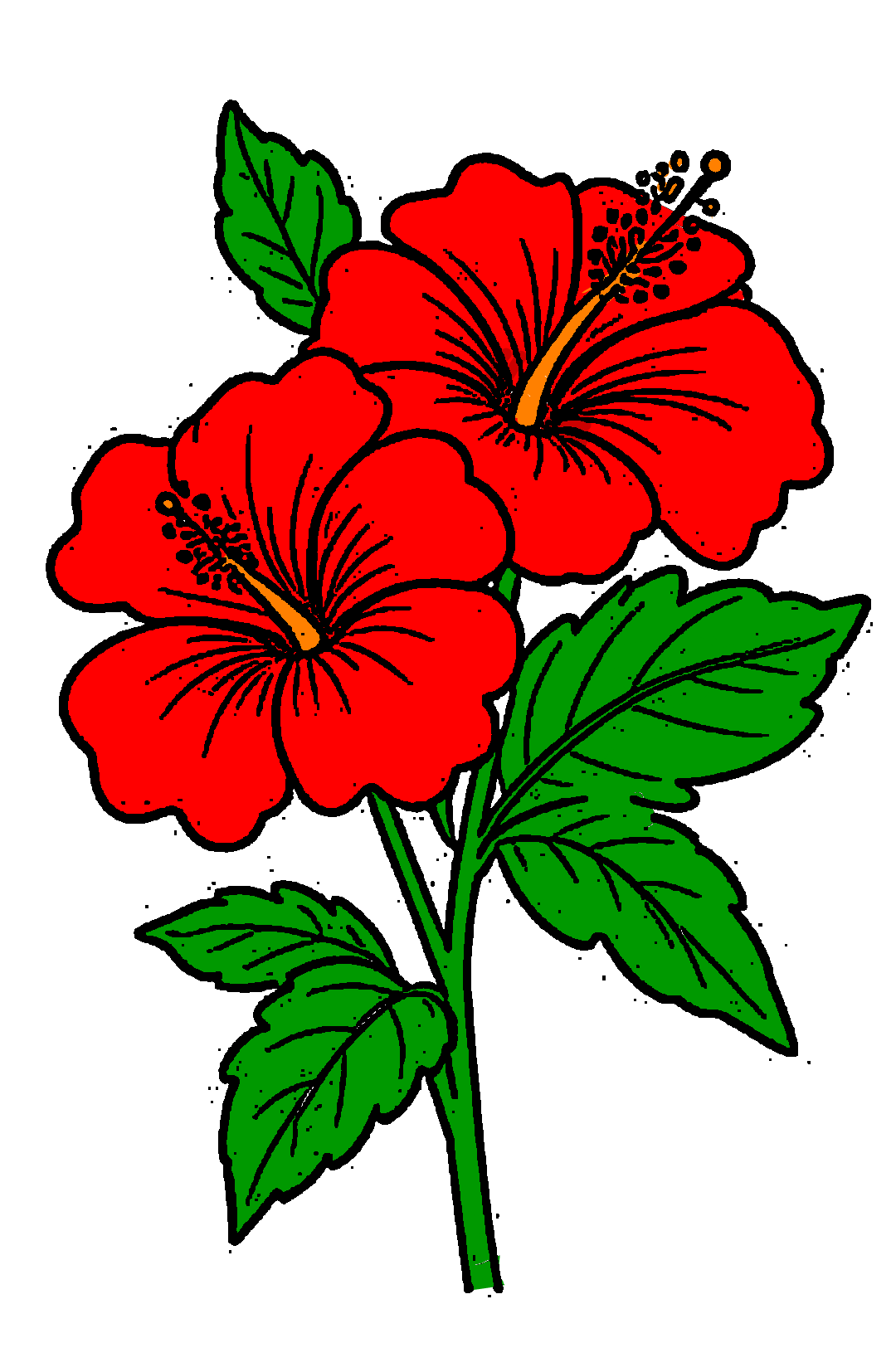 Desenho de Flores: Hibisco para desenhar