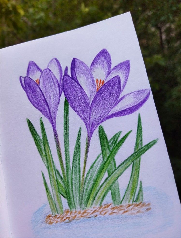 Desenho de Flores: Crocus para desenhar