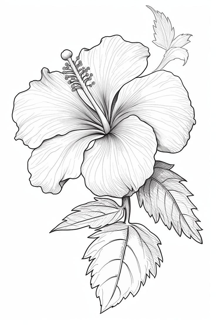 Desenho de Flores: Hibisco para desenhar