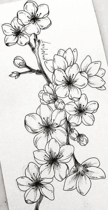 Desenho de Flores: Flor de Cerejeira para desenhar