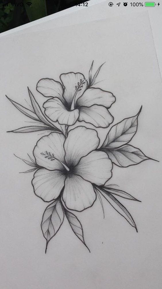 Desenho de Flores: Hibisco para desenhar