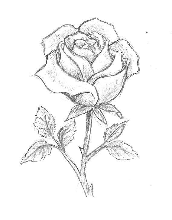 Desenho de Flores: Rosa realista a lápis para desenhar