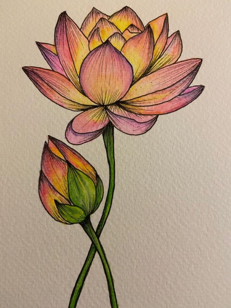 Desenho de Flores: Flor de Lótus para desenhar