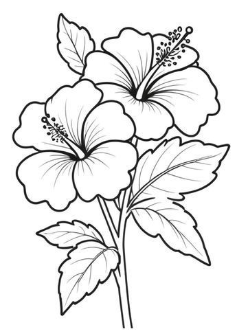 Desenho de Flores: Hibisco para desenhar