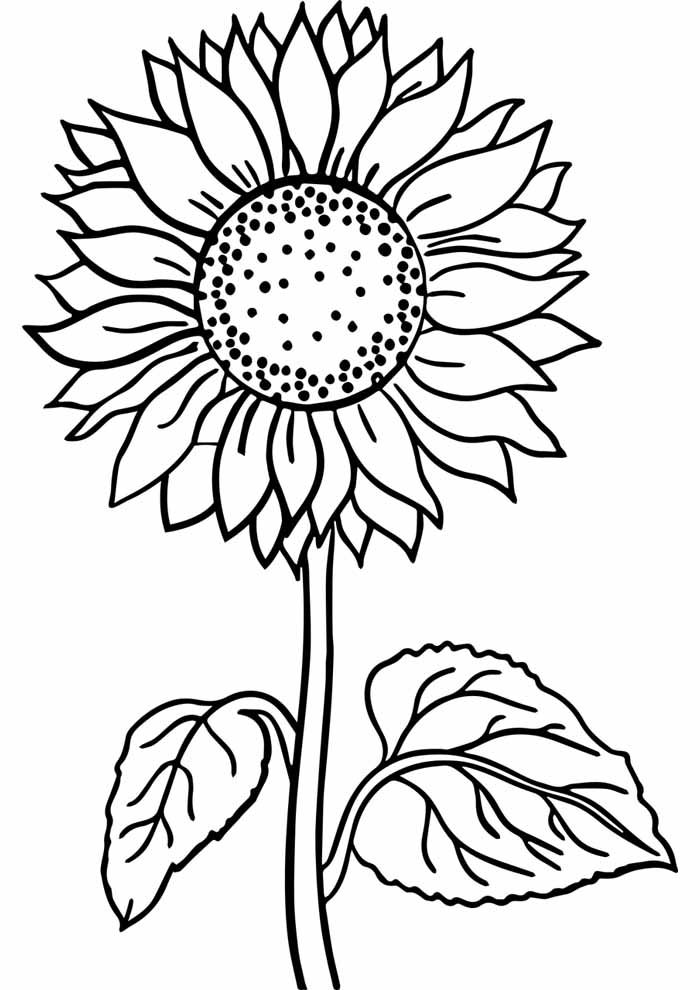 Desenho de Flores: Girassol para desenhar