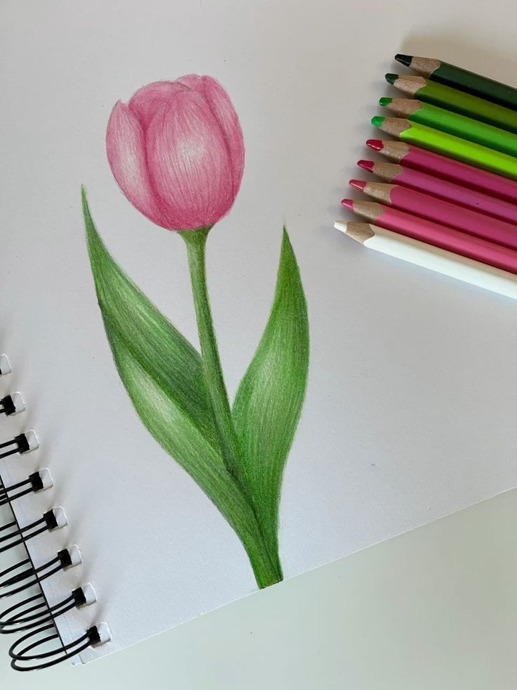 Desenho de Flores: Tulipa rosa para desenhar