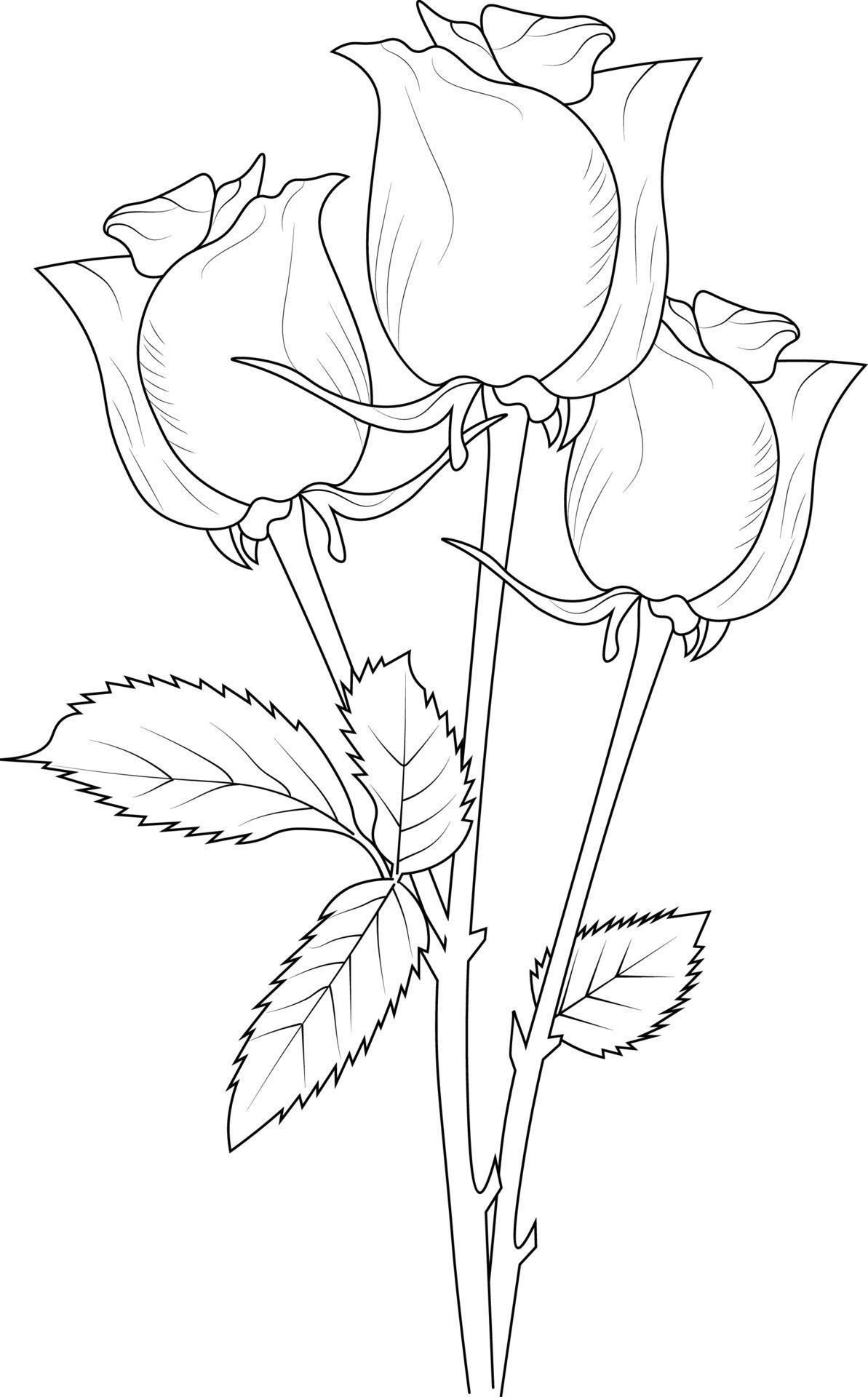 Desenho de Flores: Rosas para desenhar