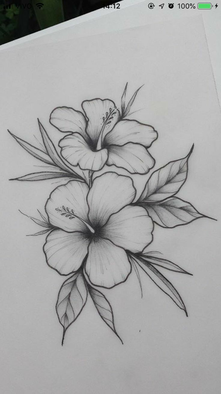Desenho de Flores: Hibisco para desenhar