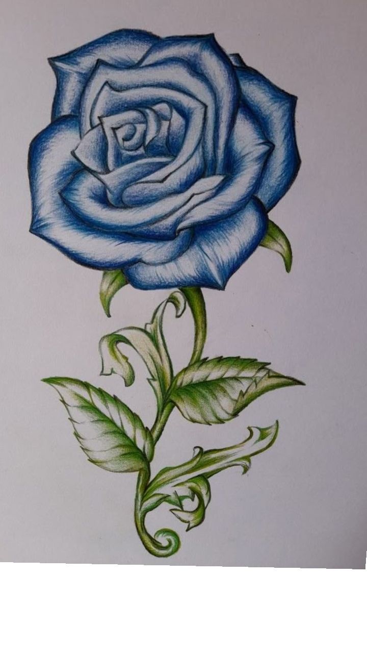 Desenho de Flores: Rosa Azul para desenhar