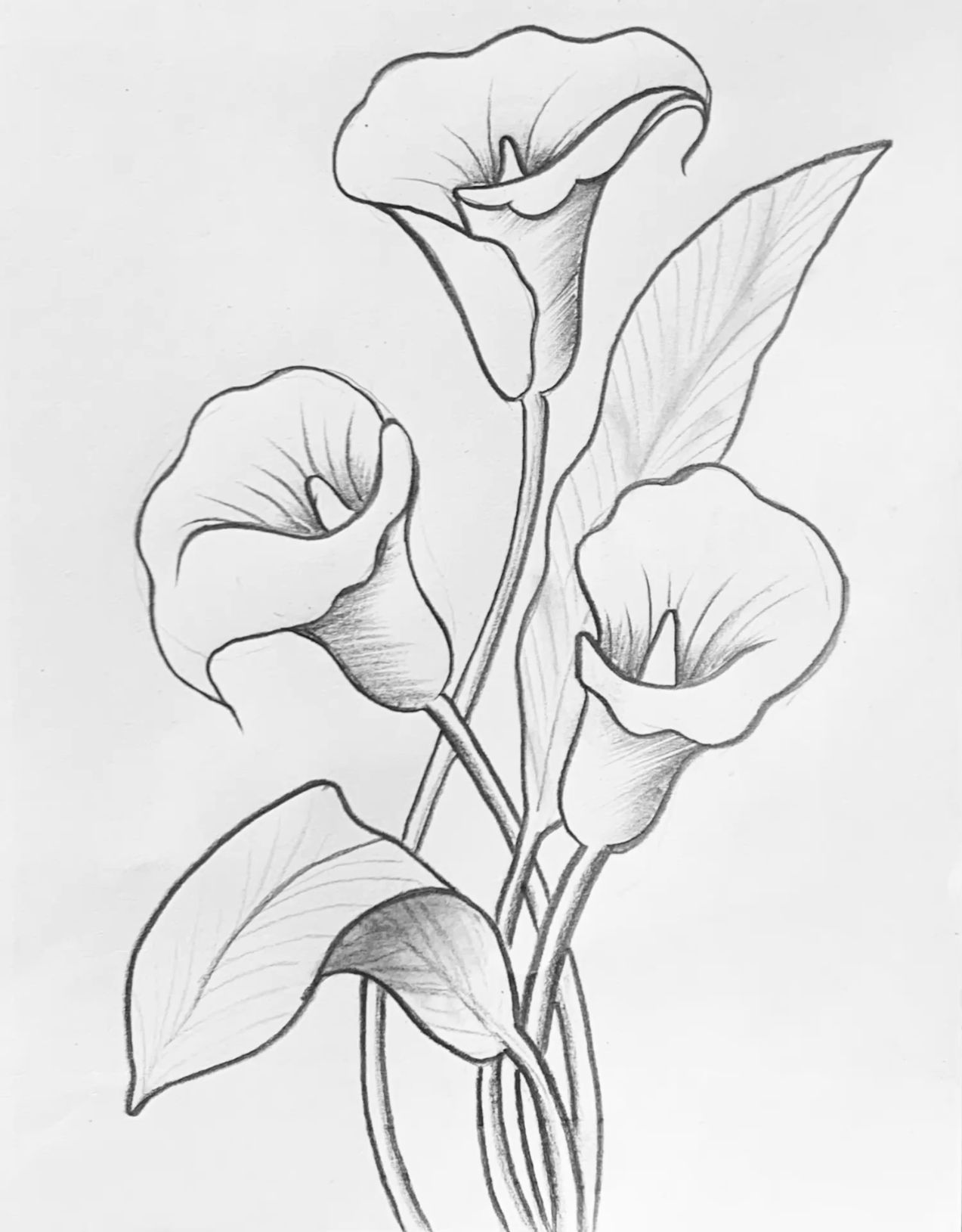 Desenho de Flores: Lírios para desenhar