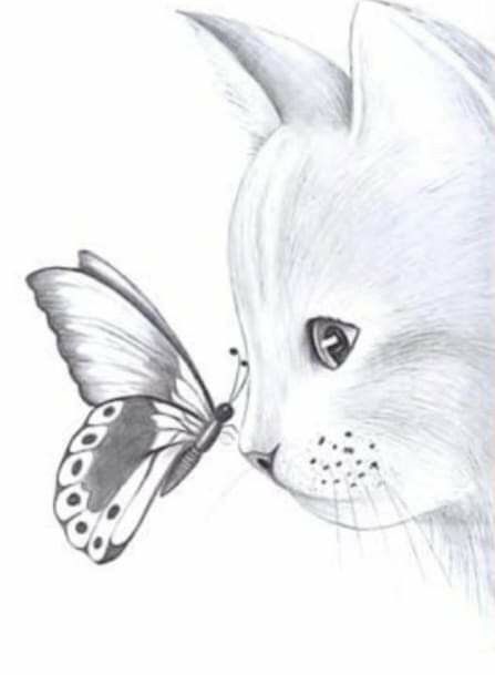 Desenho de Gato: Gato com Borboleta para desenhar