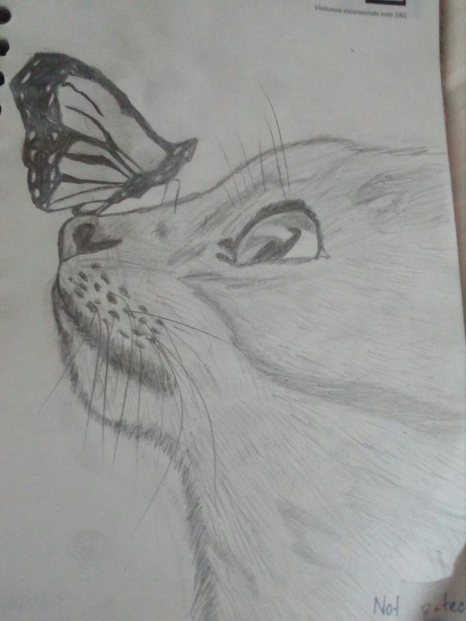 Desenho de Gato: Gato Realista com Borboleta a Lápis