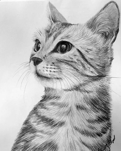 Desenho de Gato: Gato Realista e a Lápis para desenhar