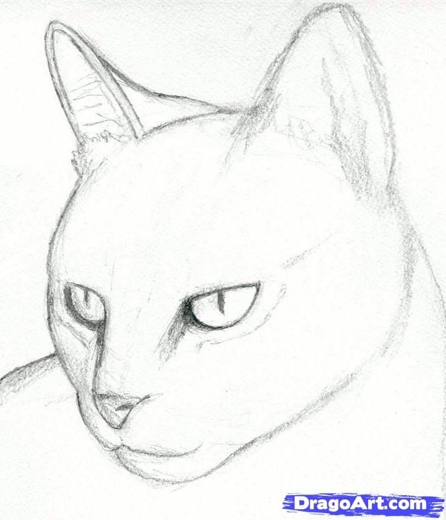 Desenho de Gato: Cabeça de Gato Realista para desenhar