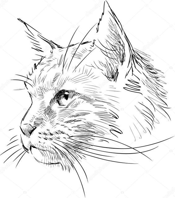 Desenho de Gato: Gato Realista a lápis para desenhar