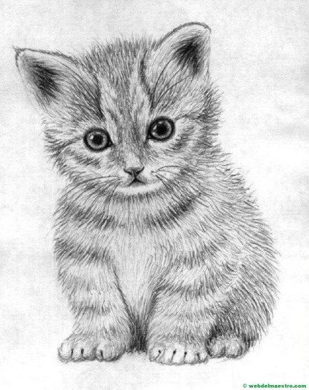 Desenho de Gato: Gato Realista a Lápis para desenhar