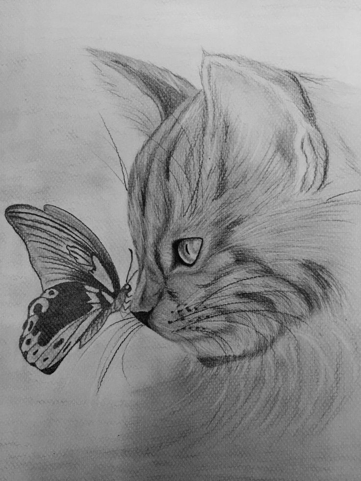 Desenho de Gato: Gato realista com borboleta a lápis