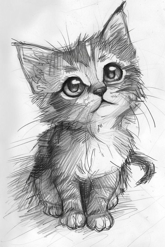 Desenho de Gato: Gato Fofo e Realista para desenhar