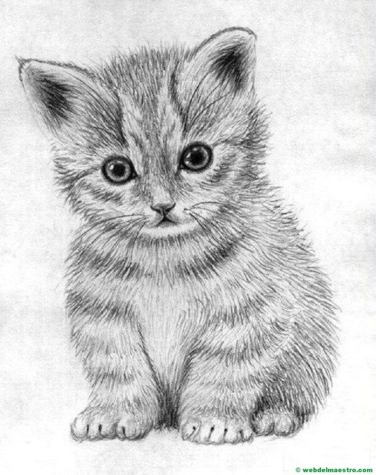 Desenho de Gato: Gato Realista a Lápis para desenhar