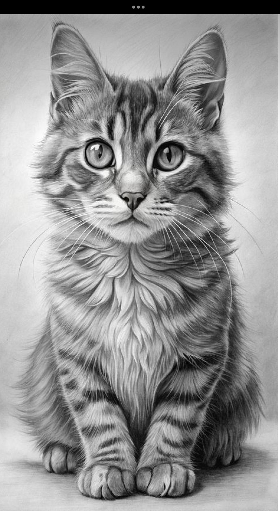 Desenho de Gato: Gato Realista a Lápis para desenhar