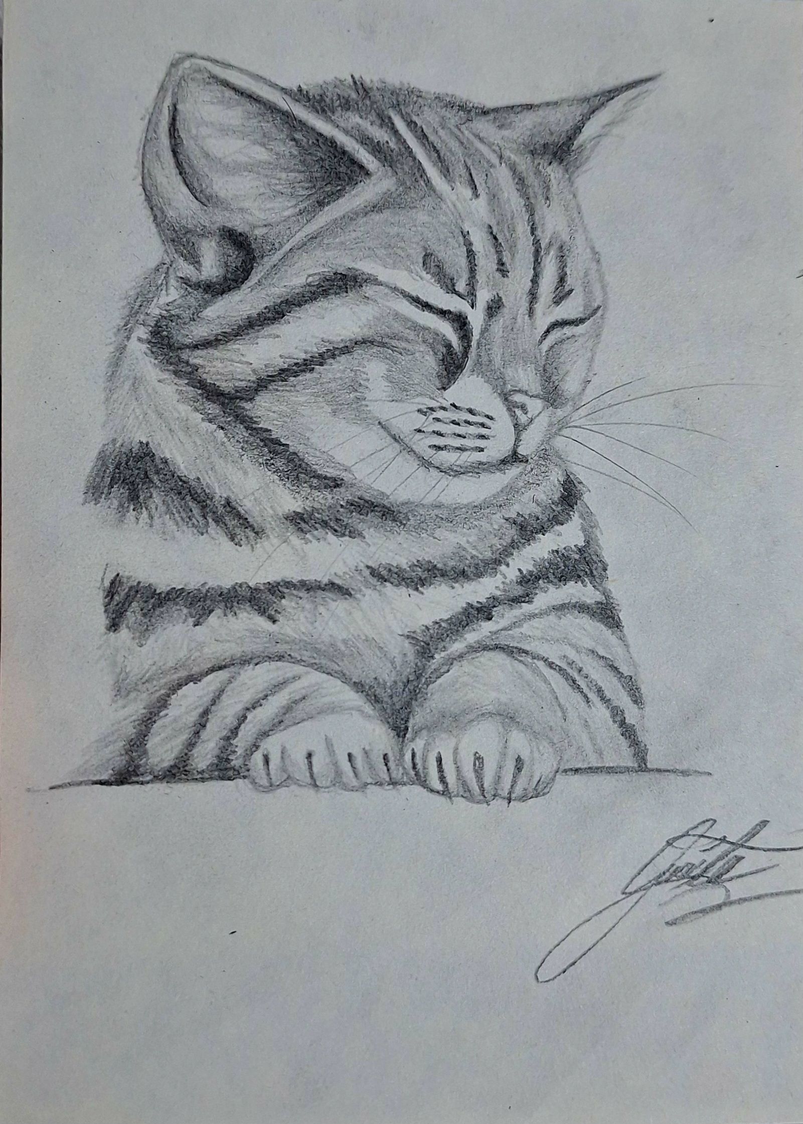 Desenho de Gato: Gato Realista a Lápis para desenhar