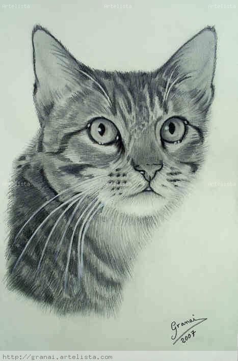Desenho de Gato: Gato Realista a Lápis para desenhar