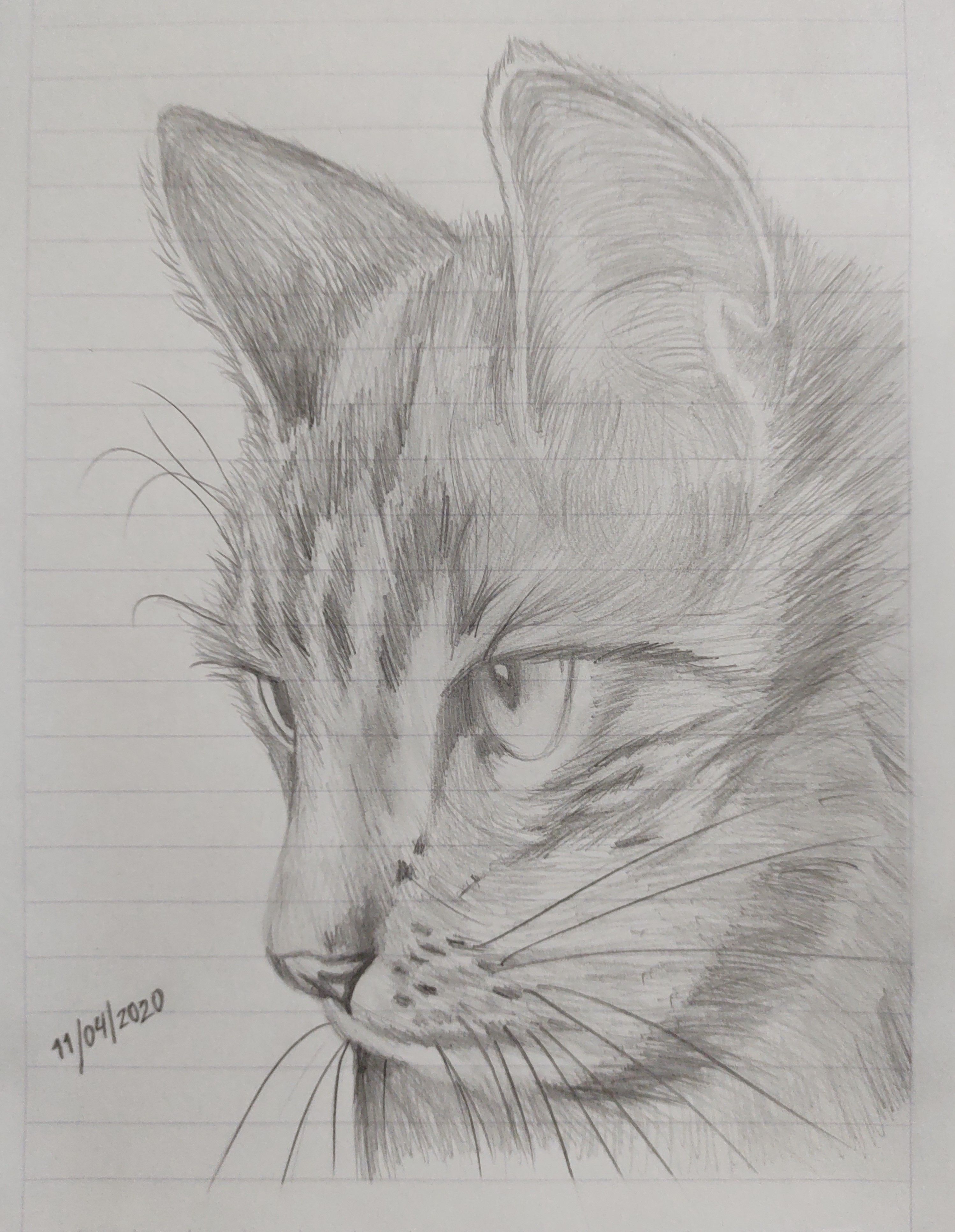 Desenho de Gato: Gato Realista a Lápis para desenhar