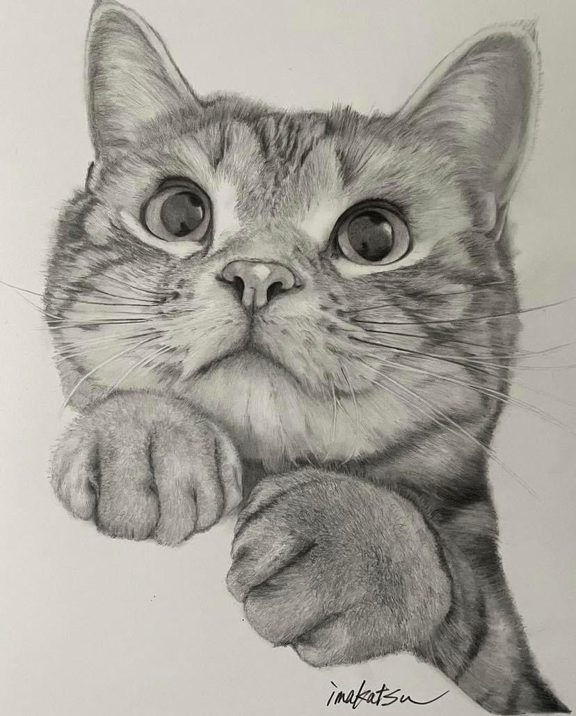 Desenho de Gato: Gato Realista a Lápis para desenhar