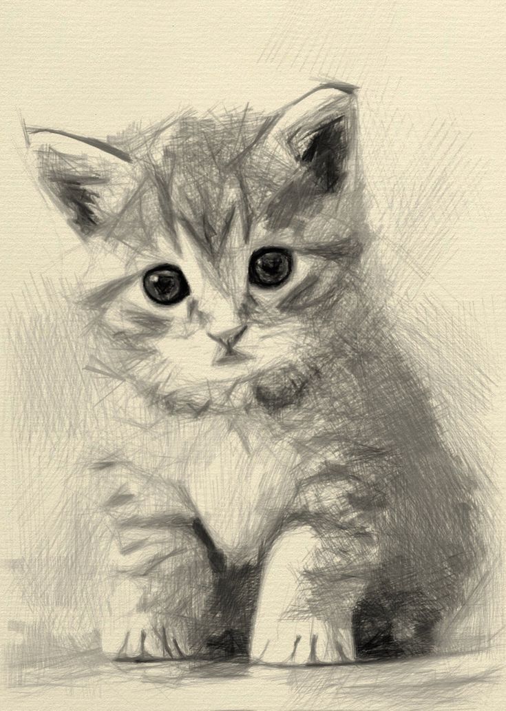 Desenho de Gato: Gato Realista a Lápis para desenhar