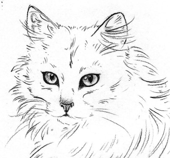Desenho de Gato: Retrato Realista de Gato Fofinho