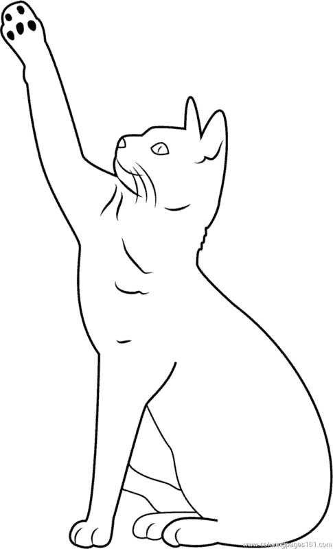 Desenho de Gato: Gato Realista e Simples para desenhar