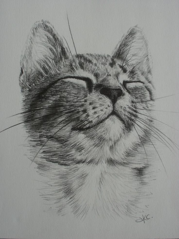 Desenho de Gato: Gato Relaxado para desenhar